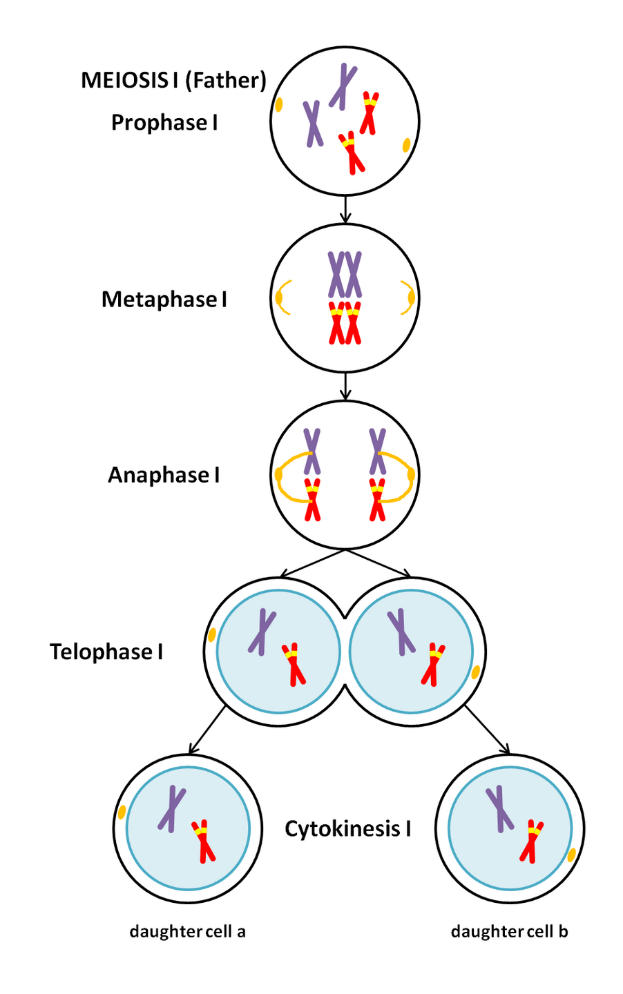 Bloodline Genetics