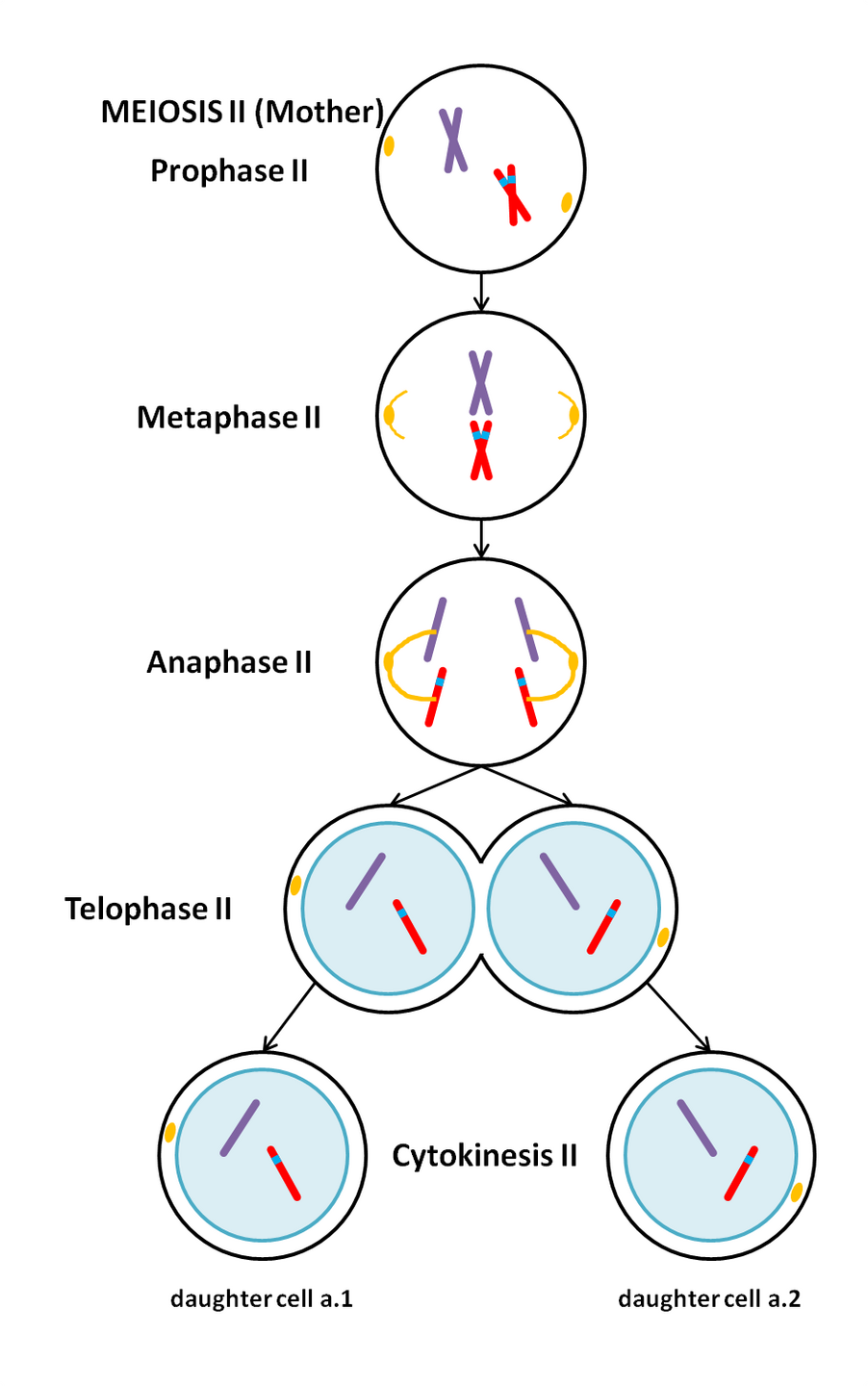 Bloodline Genetics